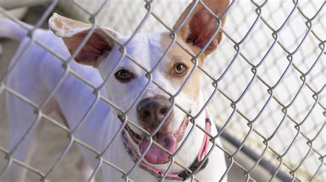 Animal shelter makes plea for dog adoption