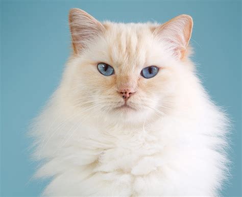 Ragdoll White With Blue Eyes