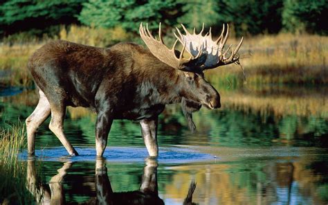 Moose Hunting Wallpaper