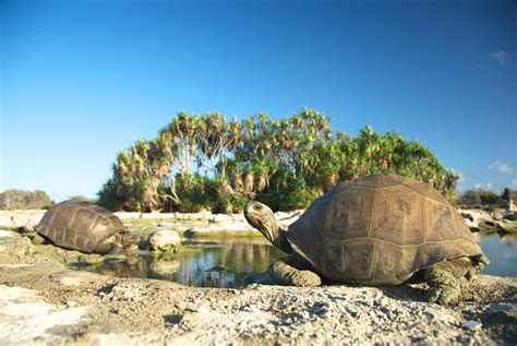 Secrets of the Seychelles | Tortoise habitat, Turtle habitat, Aldabra ...