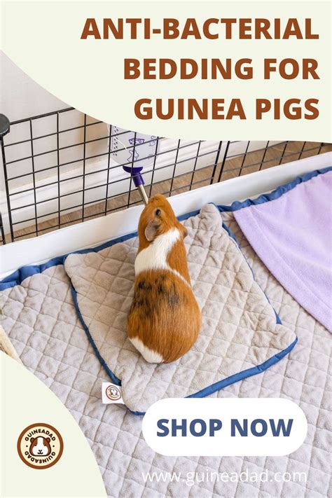 Pin on Guinea Pig Care Tips