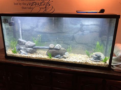 55 gallon stocking ideas? My wife likes Angel fish and I’m open to ...