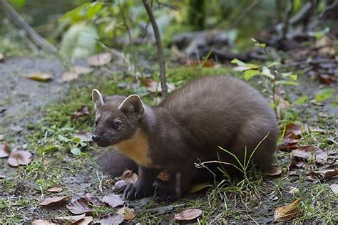 Animals Native to Germany - WorldAtlas.com