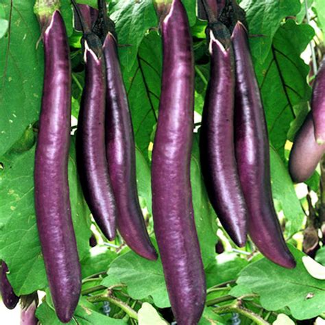 Long Purple Eggplant – TOD Farms