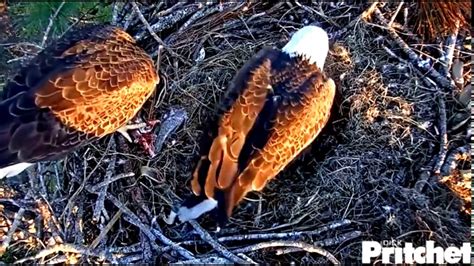 Eagle Egg Hatching Natural Full Video live Cam - YouTube