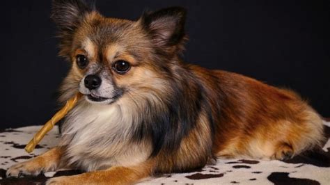 Long Haired Chihuahua – Do they Shed More than Regular Ones?