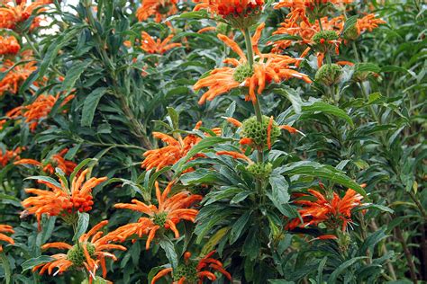 Leonotis leonurus - Wikipedia