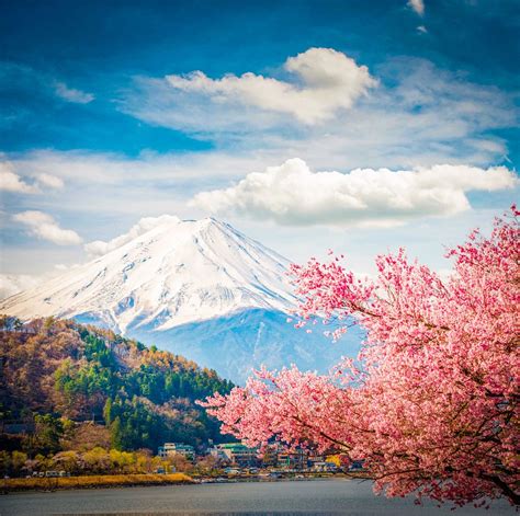 *🇯🇵 Mt Fuji with cherry blossoms (Japan) by Pongnathee Kluaythong on 500px 🌸 | Cherry blossom ...