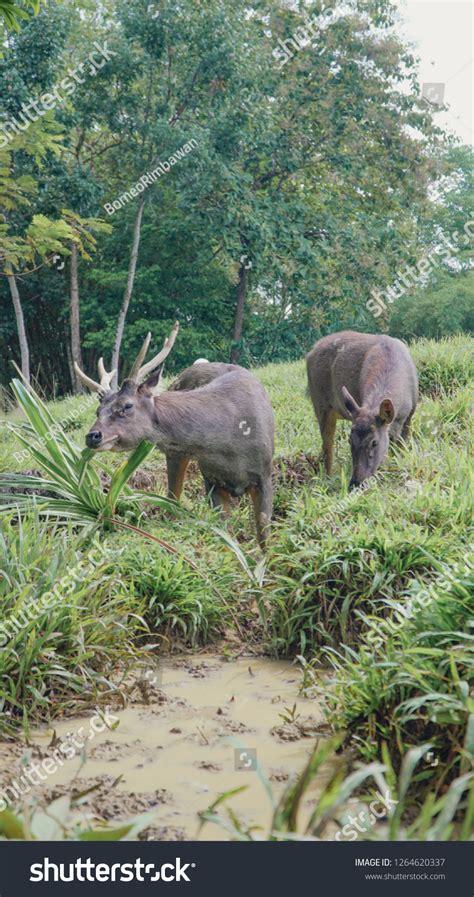 Sambar Deer Locally Known Payau Sabah Stock Photo 1264620337 | Shutterstock