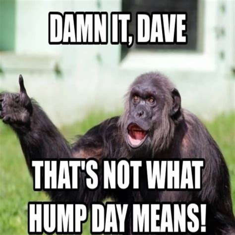 50 Trendy Hump Day Memes That Make You Laugh | Funny hump day memes, Monkeys funny, Monkey memes