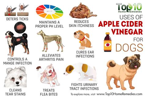 Top 10 Uses of Apple Cider Vinegar for Dogs | Top 10 Home Remedies