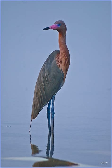 Red Heron | My First Red Heron. What a beautiful looking bir… | Flickr