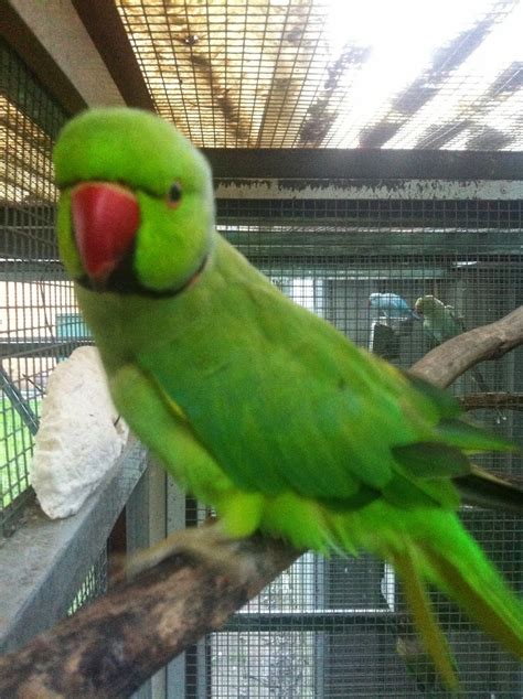 Parrot Breeding: Indian Ringneck Chick Progress