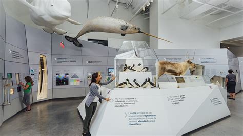 Canadian Museum of Nature, Canada Goose Arctic Gallery - kubik maltbie