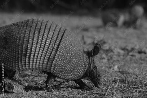 Nine-banded armadillo digging in ground closeup with shell and face in ...