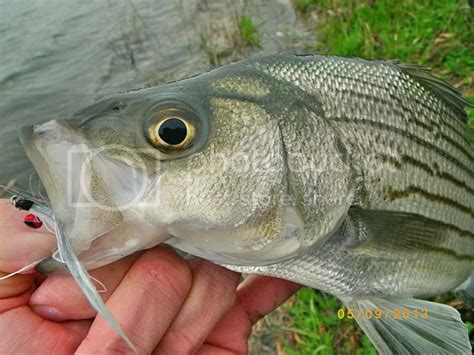 FishnDave: More Shad-style Fly Patterns