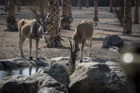 Sharjah Safari park opens: ticket prices, opening hours and what to see