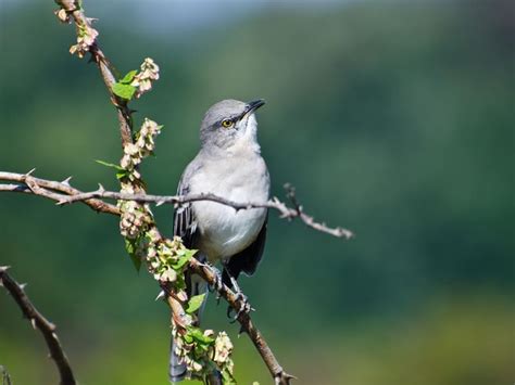 Where Do Northern Mockingbirds Live? (Habitat,… | Birdfact