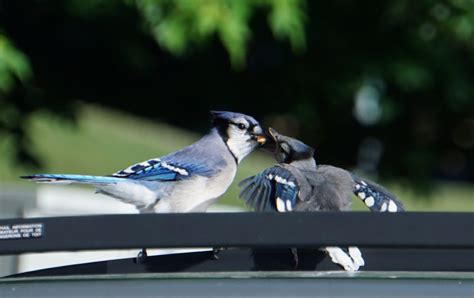 Blue Jay feeding its baby - FeederWatch