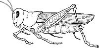 Grasshopper Anatomy and Dissection