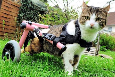 10 DIY Cat Wheelchair Ideas For Disabled Cats