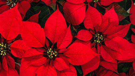 The Poinsettia - A Christmas Tradition from Mexico - Mary Lou Heard ...