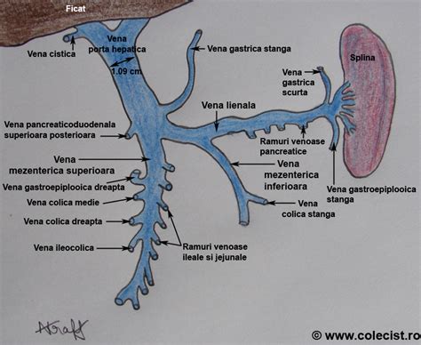 V Porta E Anatomy