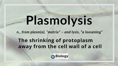 Plasmolysis Definition and Examples - Biology Online Dictionary