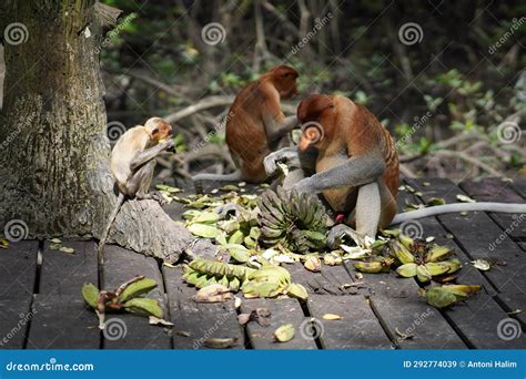 Proboscis monkey stock image. Image of safari, indonesia - 292774039