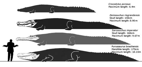 Some really big ancient crocs (human and saltwater crocodile for scale) : Naturewasmetal