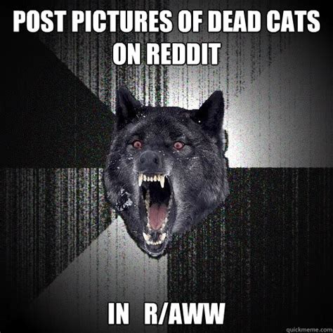 Post pictures of dead cats on reddit In r/aww - insanitywolf - quickmeme