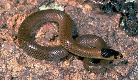 Little Whip Snake | Biodiversity of the Western Volcanic Plains