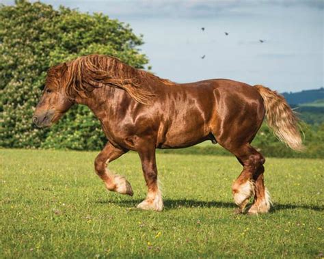 Draft Horse Breeds - Published by Young Rider magazine