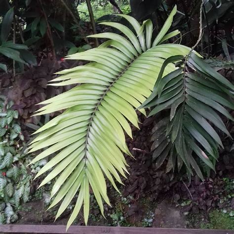 one type Sica plant, makes a leaf once a year. and it was dicovered here in the Cangrejal Valley ...