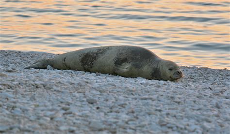 Mediterranean Monk Seal – Pinniped