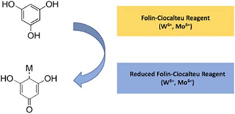 Diagram showing the reduction of the Folin-Ciocalteu reagent caused by ...