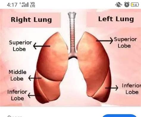 what are lobes in lungs ? - Brainly.in