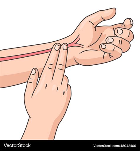 Pulse evaluation at radial artery medical science Vector Image