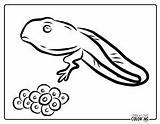Tadpole Coloring Pages Free PDF Printables  Simply Love sketch template
