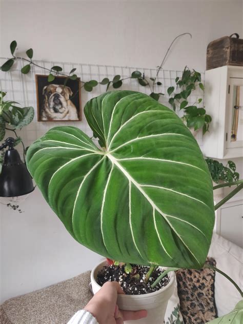 My first new leaf : r/houseplants