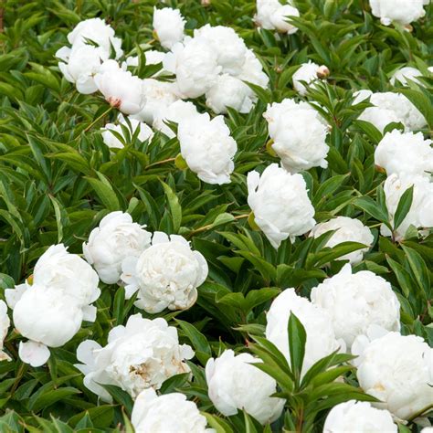 Double White Flowering Peony Perennial Plants Perennials at Lowes.com