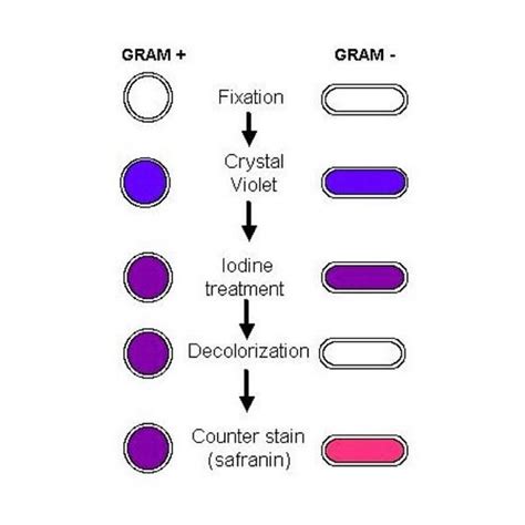 Prinsip pewarnaan gram. Sehingga bakteri gram positif berwarna ungu dan gram negatif berwarna ...