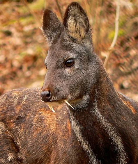 A Vanishing Cryptid Reappears! Introducing The Kashmir Musk Deer