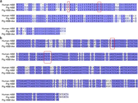 Sequence alignment of human HBB gene, pig HBB gene and pig HBB-like... | Download Scientific Diagram