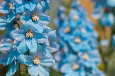 9 Beautiful Blue Perennial Flowers for Your Backyard