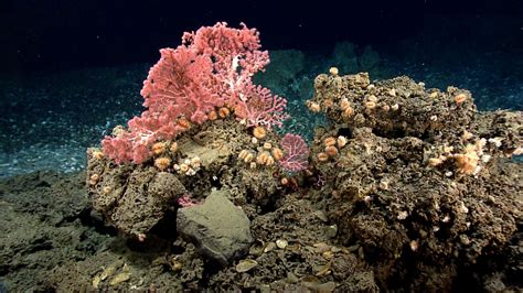 Hope Remains for Deep-Sea Ecosystems along the Atlantic Coast Despite Declining Protections ...