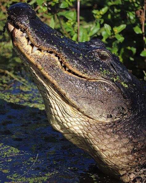 Bull gator bellowing Photograph by Jeni Tirnauer - Fine Art America