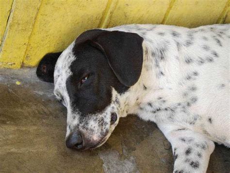 Blue Heeler Dalmatian Mix