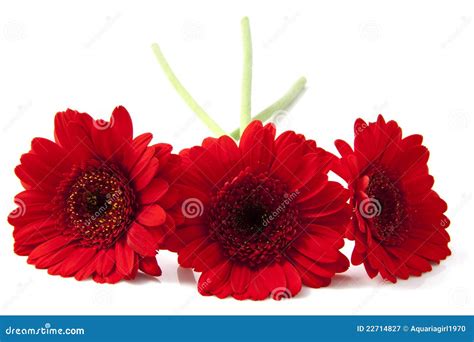 Red gerbera stock image. Image of event, isolated, autumn - 22714827