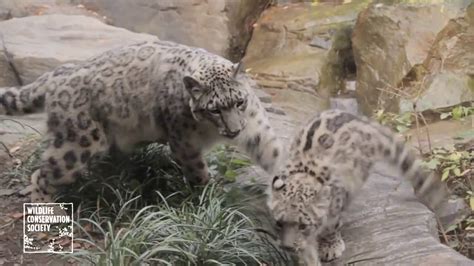 Snow Leopard Cubs at Central Park Zoo - YouTube